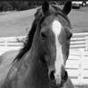 donnalee419